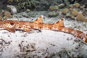 O nouă specie de rechin de recif a fost identificată în Papua Noua Guinee