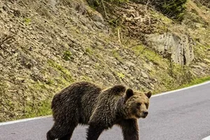 Salvamont România, avertisment pentru sezonul estival: Urșii și viperele coboară tot mai des în poteci. Recomandări vitale pentru turiști