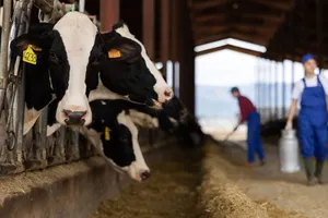 APIA a plătit peste 6 milioane de lei crescătorilor de animale pentru serviciile de ameliorare a raselor