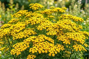 AFIR acordă finanțări nerambursabile de până la 100.000 de euro pentru investiții în floricultură și plante medicinale