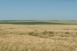 Agricultura începe să schimbe balanța comercială a României. BNR: Exporturile de materii prime agricole au crescut cu 13,9%