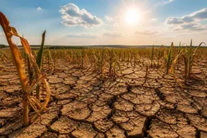 ANM avertizează: Canicula și seceta pun presiune pe culturile agricole. Porumbul și floarea-soarelui, printre cele mai afectate