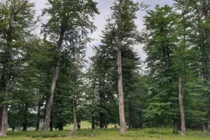 Scădere puternică în sectorul silvic. Cifra de afaceri a unităților silvice s-a redus cu peste 21% în 2025