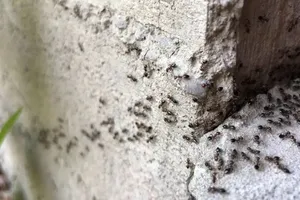 Furnicile care „fură” nasturi: O colonie a muncit toată noaptea pentru a desprinde unul de pe o haină