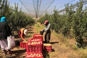 Guvernul deschide calea pentru angajarea lucrătorilor străini sezonieri în agricultură și turism