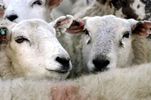 50 de oi, transportate ilegal și fără crotalii, depistate la Vaslui. Animalele vor fi eutanasiate