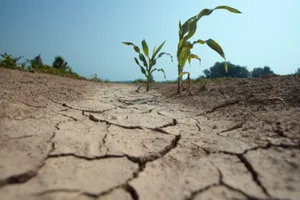 Seceta lovește puternic agricultura din Arad. Aproape 80.000 de hectare de culturi, calamitate