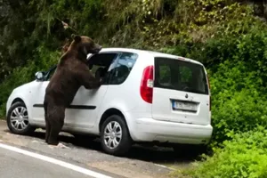 Un urs a spart geamul unei mașini pe Transfăgărășan și a distrus interiorul în căutare de hrană