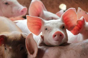 Ajutor de stat de 59 de milioane de lei pentru crescătorii de porci. Câți bani pot primi fermierii