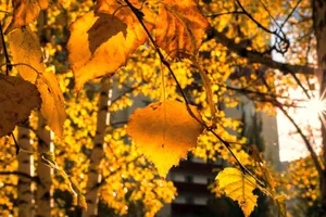 Prognoza ANM pentru următoarele patru săptămâni. Început de octombrie mai rece, apoi temperaturile crescPrognoza ANM pentru următoarele patru săptămâni. Început de octombrie mai rece, apoi temperaturile cresc