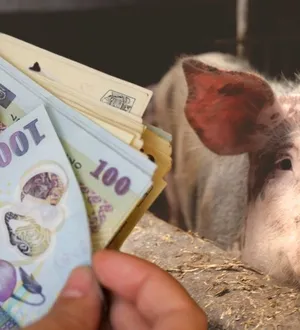 Atenţie mare de unde cumpăraţi porci! Au vrut şorici autohton, dar s-au ales cu 1.200 de lei amendă