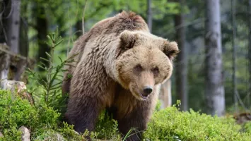 Tragedie în județul Brașov. Bărbat ucis de urs, soția lui a scăpat la limită. Ce a făcut femeia pentru a se salva de furia animalului