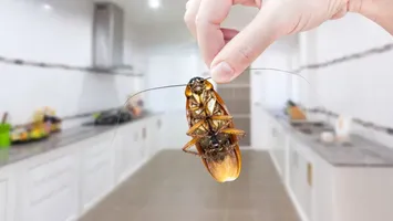 Cum scapi de gândacii de bucătărie? Soluția ieftină și naturală cu două ingrediente pe care le au toții românii în casă