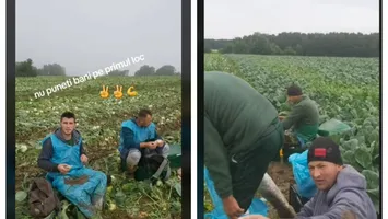 Cât de grea este munca la câmp în Germania. Strigătul de ajutor al unori români plecați: „Vii și îți negociezi sănătatea aici! Mănânc cu nisip”