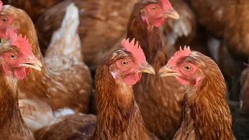 Cu ce să dai în cotețul găinilor ca să nu facă păduchi. Secretul transmis din generație în generație de oamenii de la țară