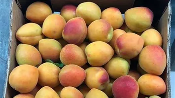 Cât costă un kilogram de caise la Kaufland. Reacția Asociației pentru Protecția Consumatorilor din România