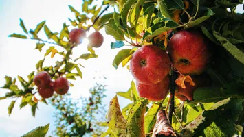 Cu ce să stropești pomii fructiferi la începutul verii. Metoda naturală și ieftină care funcționează de minune