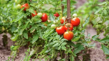 Cum salvezi recolta de roșii. Ingredientele regăsite în bucătărie care te ajută