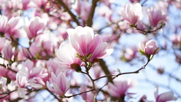 Ce trebuie să faci la început de iunie pentru ca magnolia ta să fie plină de flori la primăvară
