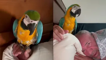 Nelson Mondialu, show de zile mari alături de papagalul său, Tukan: „A făcut o gălăgie de a trezit toți vecinii. Pericol mare ești, mă!” VIDEO