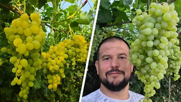 Primii struguri românești sunt gata de cules. Cum arată și cât costă strugurii de seră, crescuți printre legume