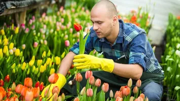 Cât câștigă un român la cules de lalele în Olanda. Nu îți trebuie experiență, salariile sunt uriașe