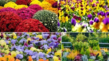 Flori care rezistă afară şi iarna. Cum să ai o grădină plină de viaţă chiar şi în anotimpurile reci