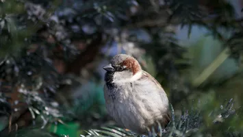 Prognoza Accuweather. Cum va fi iarna 2025-2026 în București. Prima ninsoare se va lăsa așteptată destul de mult!