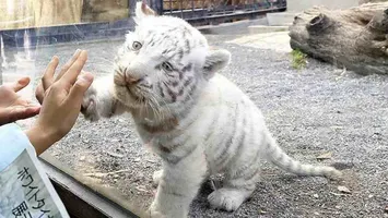 Un pui de tigru alb a murit la grădina zoologică din Craiova. Acesta înghițise o pungă de plastic aruncată de un vizitator