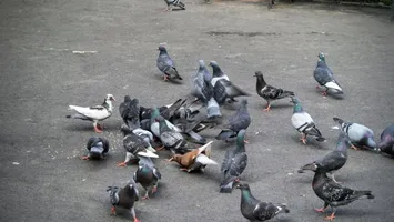 Un bărbat din Vrancea, cercetat după ce a omorât porumbei pe stradă ca să îi mănânce