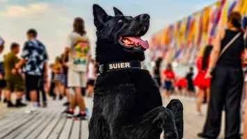 Câinele poliţist Şuier, considerat la un moment dat emblema MAI, a murit la doar 10 ani. A apucat doar un an de pensie
