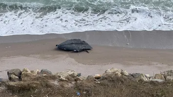 O dronă a fost descoperită între Costineşti şi Tuzla. Autoritățile sunt în alertă