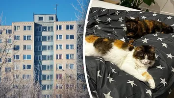 Ce spune legea despre animalele de companie de la bloc. Sunt obligați proprietarii să le treacă la întreținere?