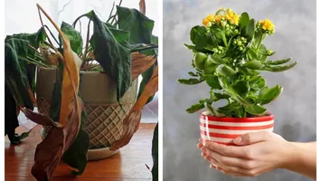 De ce pun oamenii o monedă de cupru sau argint în ghivece. Trucul banal care aduce primăvara mai repede în balconul tău