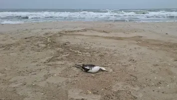 Poluare masivă în Marea Neagră. O scurgere de ulei a ucis mii de viețuitoare