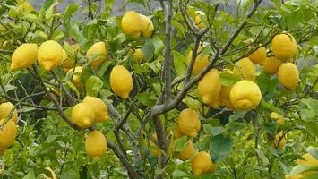 14 motive pentru care lămâia nu este doar un simplu fruct, ci și un ajutor util în casă