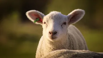 Cât costă carnea de miel cu mai puțin de o lună înainte de Paște: ”Am luat jumătate de miel de acum și am terminat bâlciul”