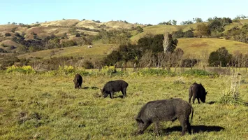 Porci mistreţi cu țesuturi „albastru neon”, descoperiţi în California. Care cred autoritățile că este cauza mutaţiei