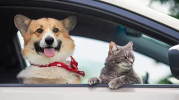 Amendă de până la 4.000 de lei pentru șoferii care își transportă câinele sau pisica pe scaunul din față al mașinii