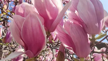 Prognoza meteo lunară. Se trece de la un anotimp la altul în câteva ore, perioadă cu mari oscilaţii ale vremii