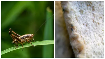 Poftă bună la mesele de peste 20-30 de ani! Am putea avea în meniu covrigi cu făină de greiere și pâine cu mucegai!