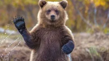 Legea care dublează numărul urşilor ce pot fi împuşcaţi a fost votată de Parlament şi merge la promulgare. Aproape 1.000 de urşi ar urma să fie omorâţi în România, în 2026