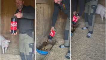 Motivul halucinant pentru care un fermier dă Coca-Cola porcilor. Internauţii şi-au dat măsura talentului în ironii: „Le dai Cola pentru că înainte au mâncat McDonald’s?”/”A zis Ronaldo să nu mai bei Cola”