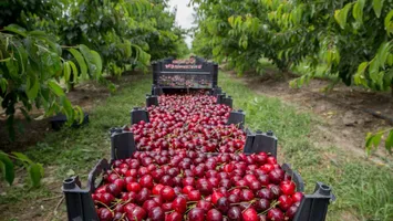 Fermierii români dau lovitura cu producția de cireșe. Recolte de zece ori mai mari în acest sezon