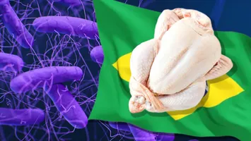 Primul lot de pui brazilian importat în UE prin Mercosur este contaminat cu Salmonella în proporție de 80%