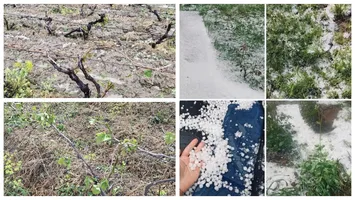 Grindina a făcut prăpăd în județul Vrancea. Sute de hectare cu viță-de-vie au fost distruse