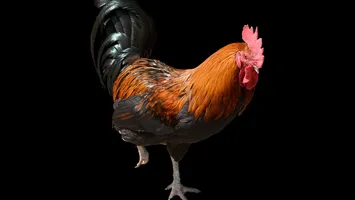 Îți cântă cocoșul noapte? Nu te grăbi să-l arunci în tigaie! Superstițiile din popor și adevăratul motiv pentru care pasărea dă trezirea în miez de noapte