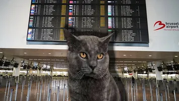Un motan dispărut după un zbor din Bacău, găsit după aproape 20 de zile pe aeroportul din Bruxelles