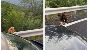 Românii inconştienţi hrănesc urşii în ciuda amenzilor uriaşe: „Haida, mănâncă. Aşa, băiatul!” VIDEO