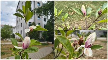 Fenomen ciudat în Oradea: mai multe magnolii au înflorit la finalul lunii august. Explicațiile biologilor: „Confuzie hormonală cauzată de climă”